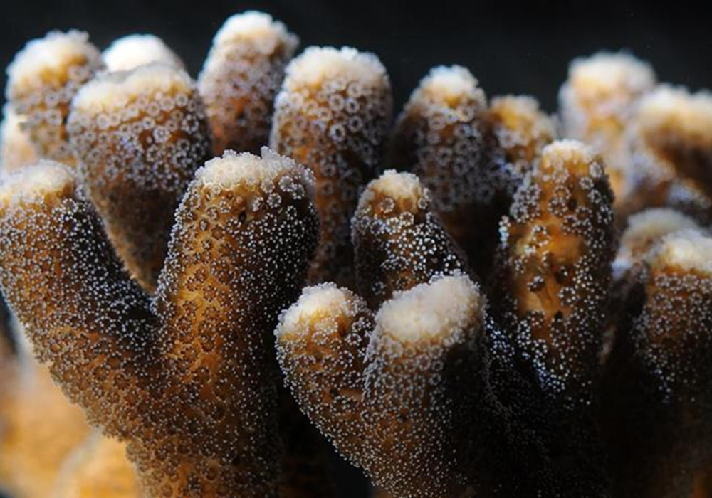 Climate change and the epigenetics of corals