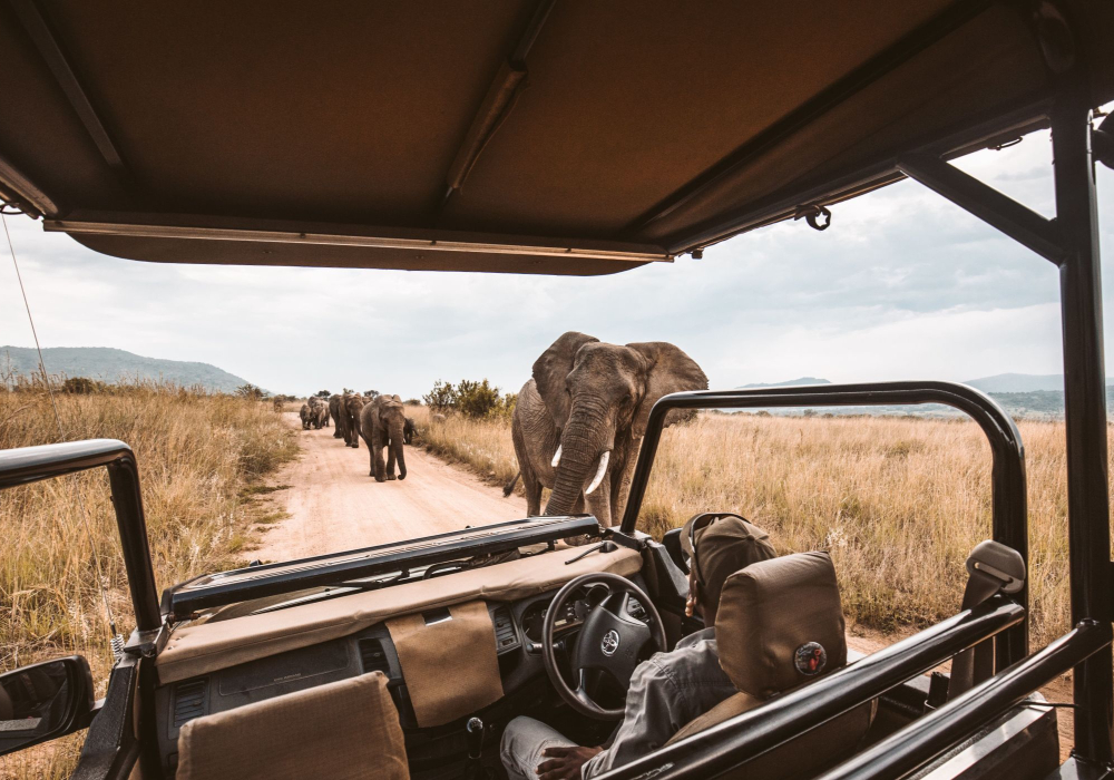 Gear to capture amazing images on safaris