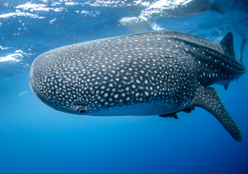 Chasing whale sharks